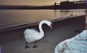 lisiunia&swan